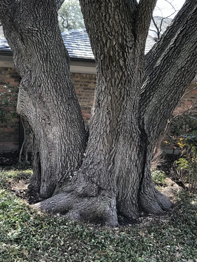 Mature heritage tree close to a Almo property cared for by certified arborists